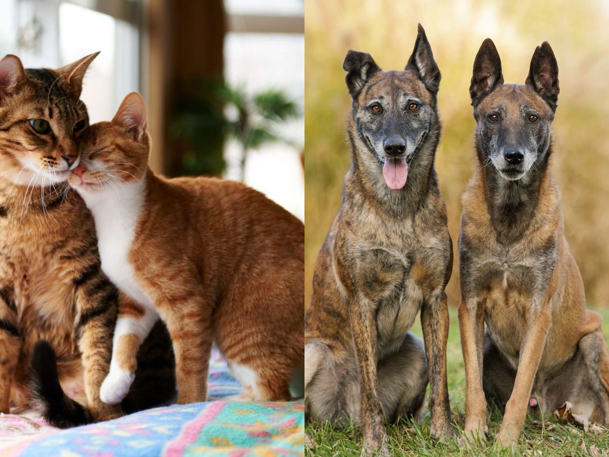 a pet Marmot and its owner